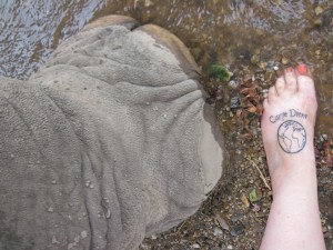 Crystal's foot next to elephant Kammoon's foot at Elephant World.