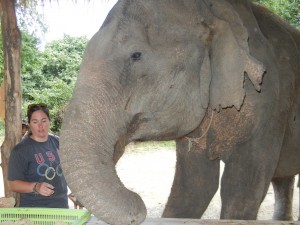Crystal feeding Songkran, the eldest elephant, sticky rice balls. 