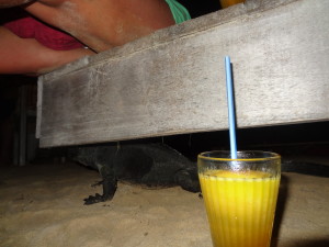 Spitting iguana under our seats!