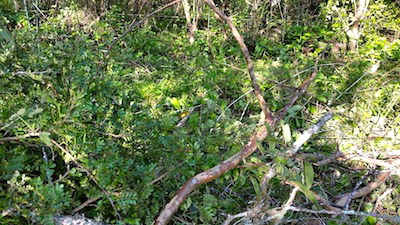Poisonous Apple Tree in Galapagos